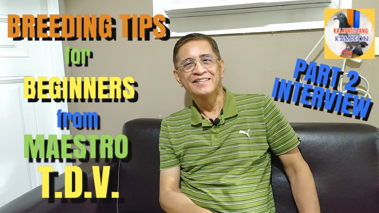 Breeding Tips for Beginners from MAESTRO T.D.V. | PART 2 | Kalapatistang Kampeon |  Philippines