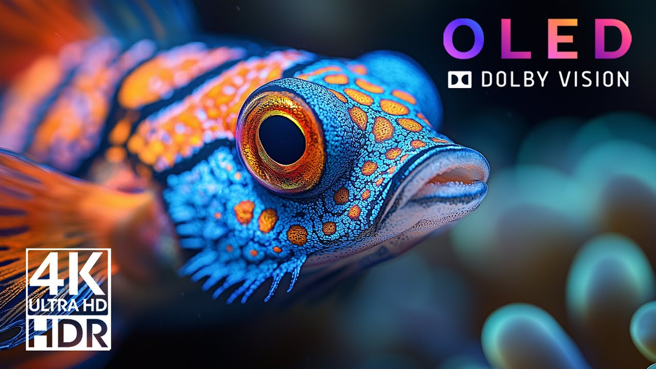 MOST VIBRANT 4K HDR 60fps Dolby Vision | Underwater Paradise (8K / 4K TV TEST)