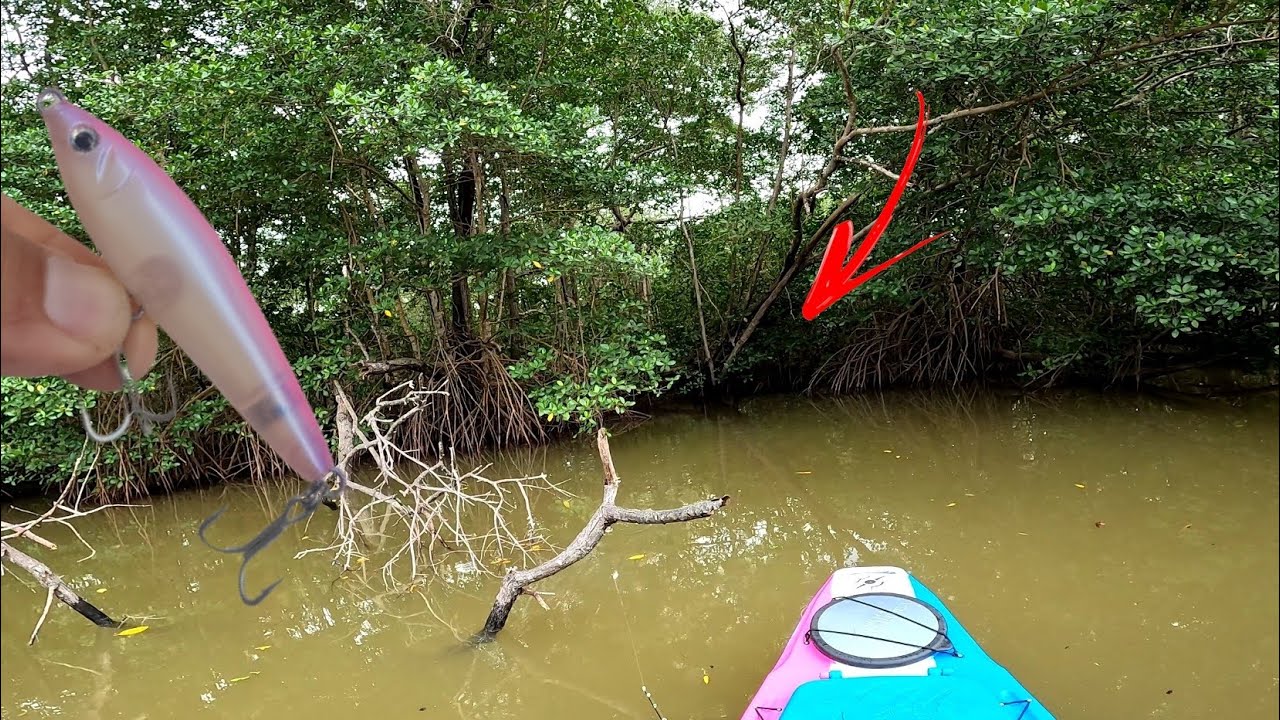💥 [EXPLOSÕES NA SUPERFÍCIE] os Flechas amam essa ISCA - Pescaria de ROBALO na galhada