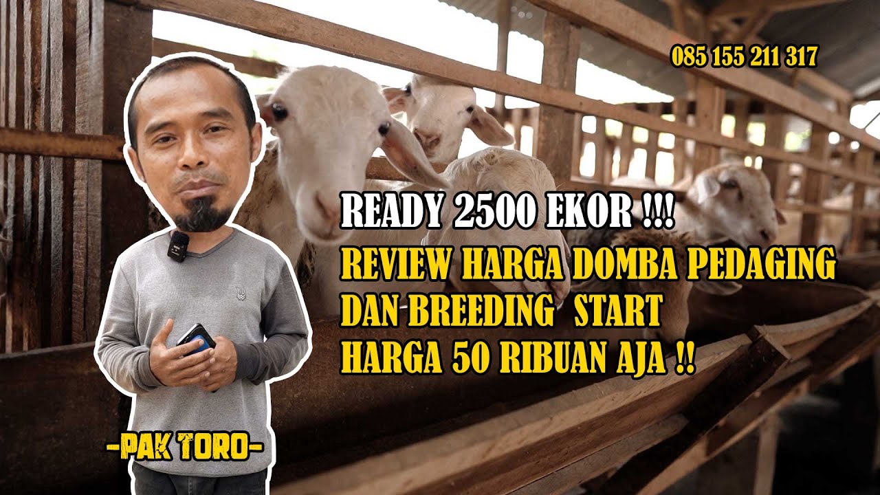 READY 2500 EKOR! REVIEW HARGA DOMBA PEDAGING & BREEDING START HARGA 50RIBUAN AJA! | PAK TORO FARM