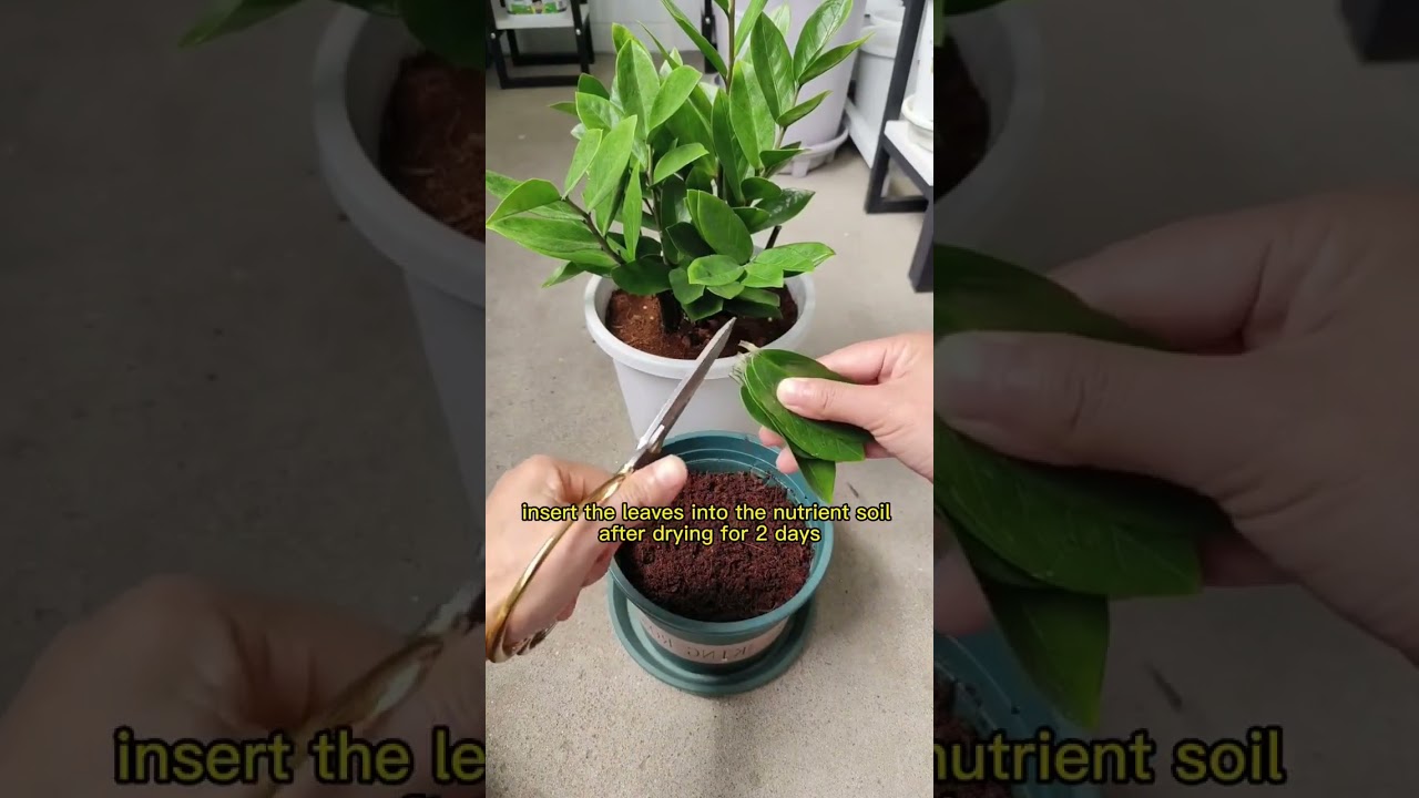 Propagate the zz plant with leaves