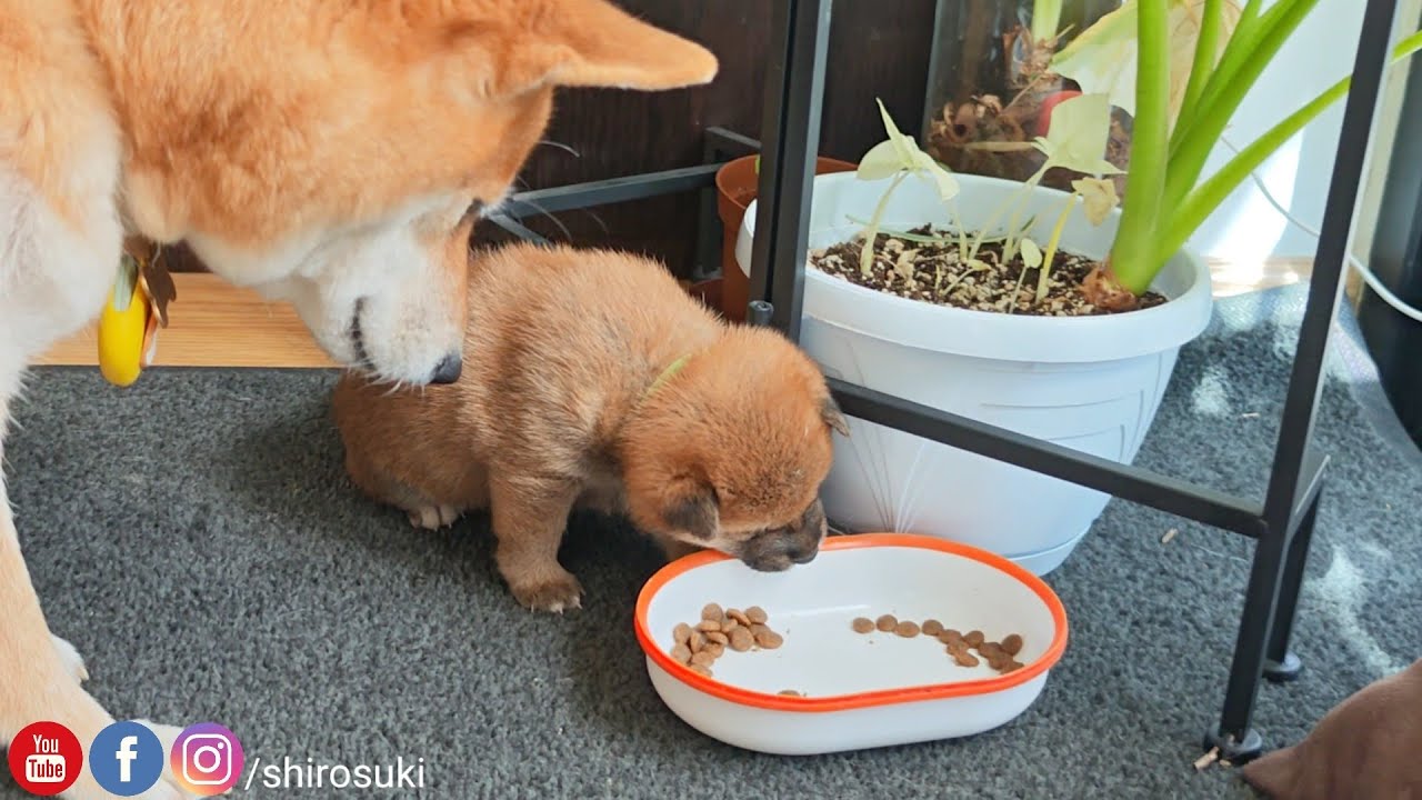 Mom wants to introduce her potats too early with munchies