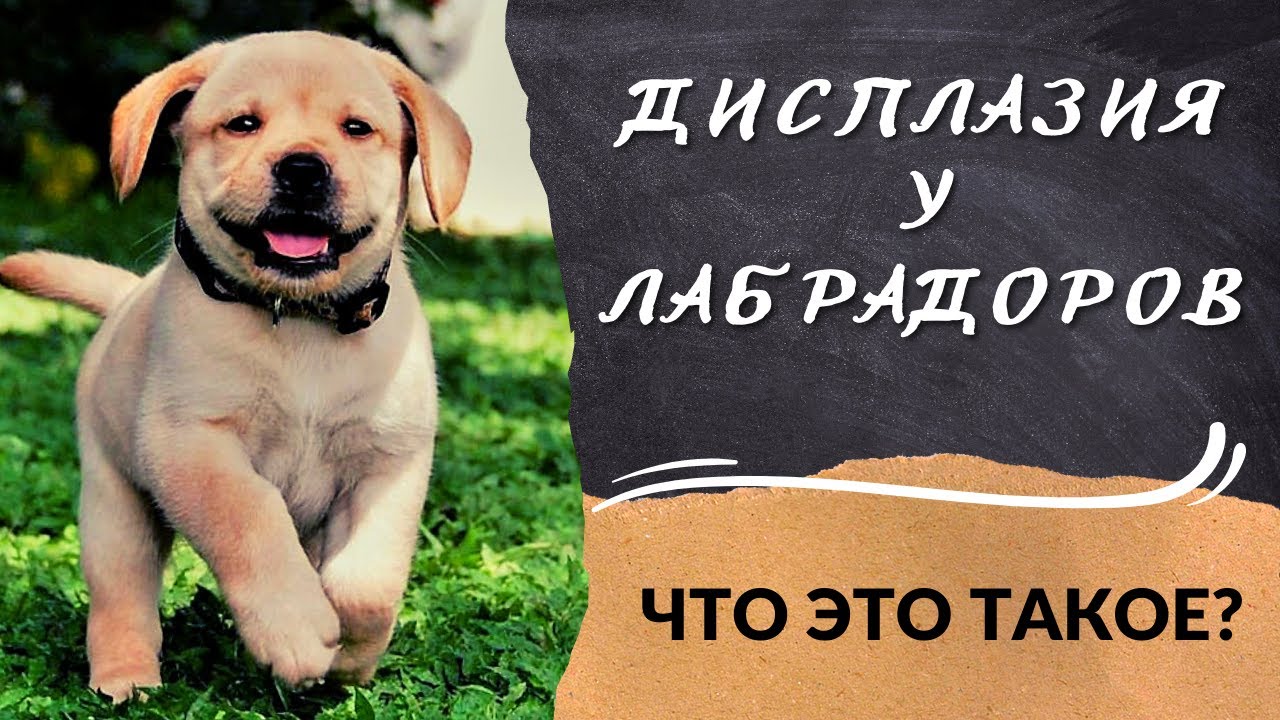 🐕📝🐾 Дисплазия тазобедренного сустава: что это такое?