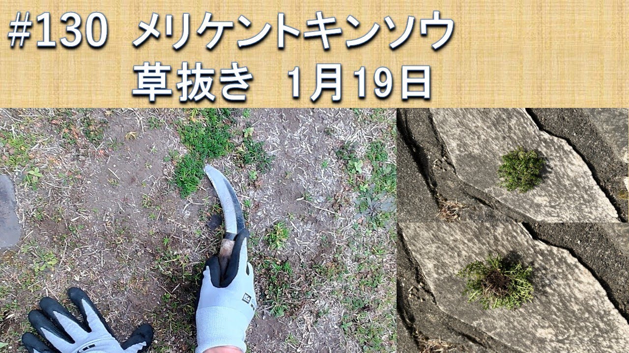 #130 メリケントキンソウ　草抜き　ダイソー　のこぎりがま　超簡単おつまみ　カツオの腹皮
