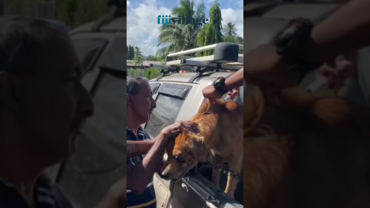 #ANIMALSFIJI | Exciting news as Animals Fiji prepares to host its la...#Fiji #fijivillage #FijiNews