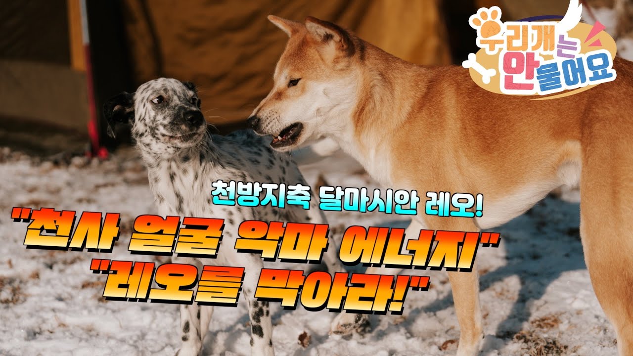 🏠 천사얼굴 악마 👿 에너지 레오를 막아라! 🔥 달마시안 레오의 우개연 2박3일 교육 이야기 #달마시안교육 #달마시안훈련 #우리개연구소