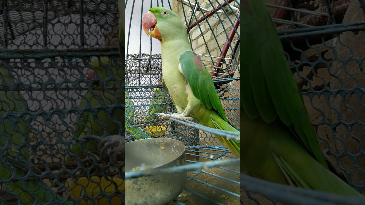 tota parrot ki awaz parrot sound mithu 🦜🥰😍🤗#tota #parrot #mithu #alexander #viral #shorts