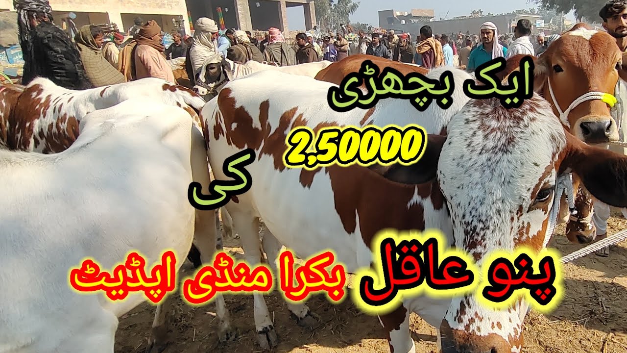 pano Aqil Mandi Cattle Rates Update|27 December 2022|Cow Mandi 2023| Bakra Eid 2023#cow #dairycattle