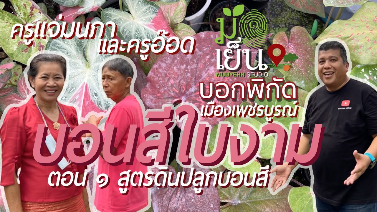 บอนสีใบงาม ตอนที่ 1 สูตรดินปลูกบอนสี เคล็ดไม่ลับจากครูแจ่ม แจ่มนภา เมืองเพชรบูรณ์ มือเย็นบอกพิกัด