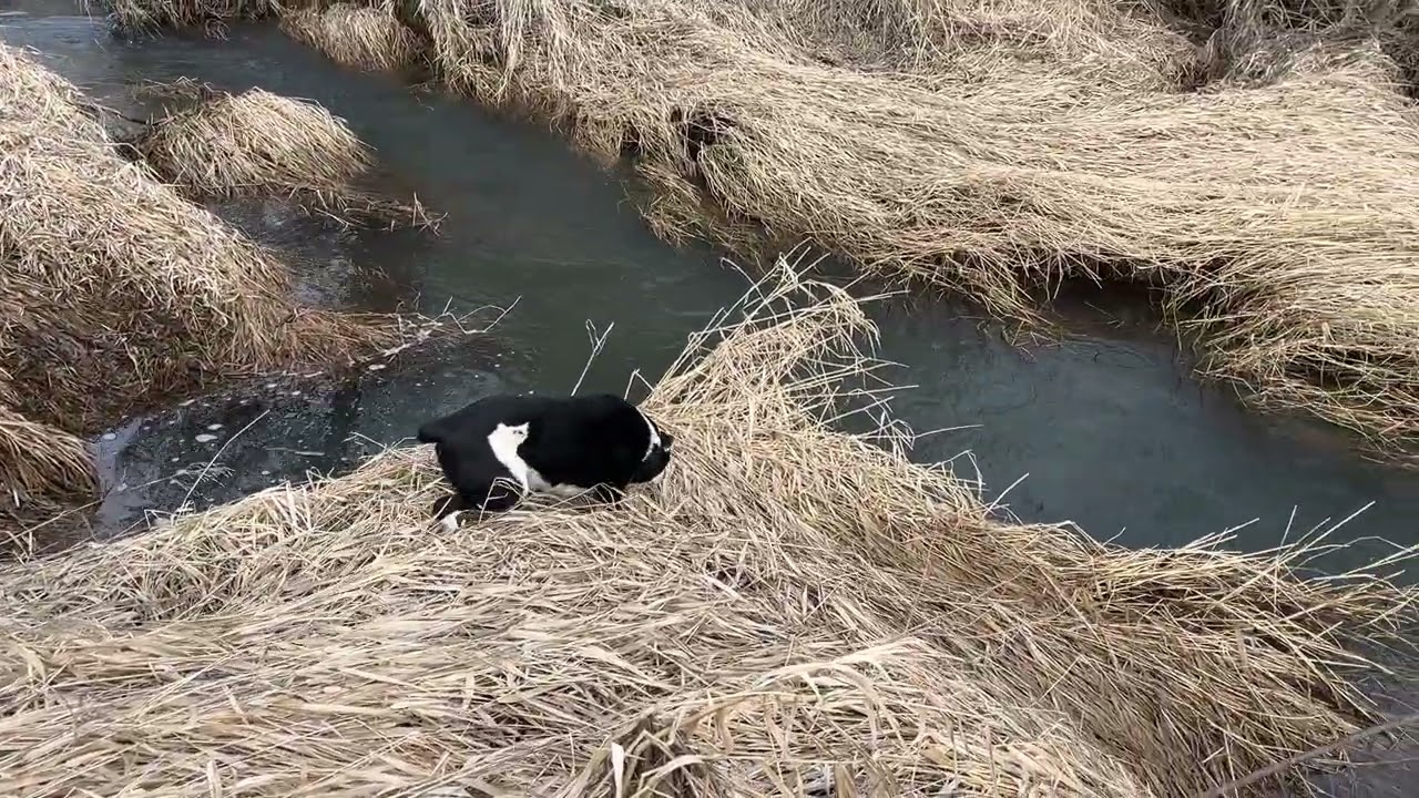Farmdogs Explore Creekside #australiancattledog #bordercollie #birdsong #creek #asmr