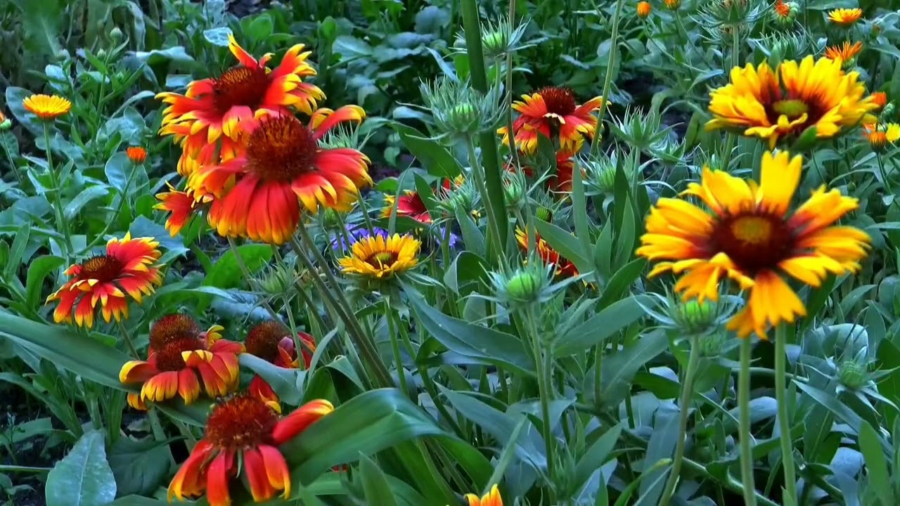 Flowers 💐 🌹 🌸 🏵 🌼 💐 🌹 4k video 