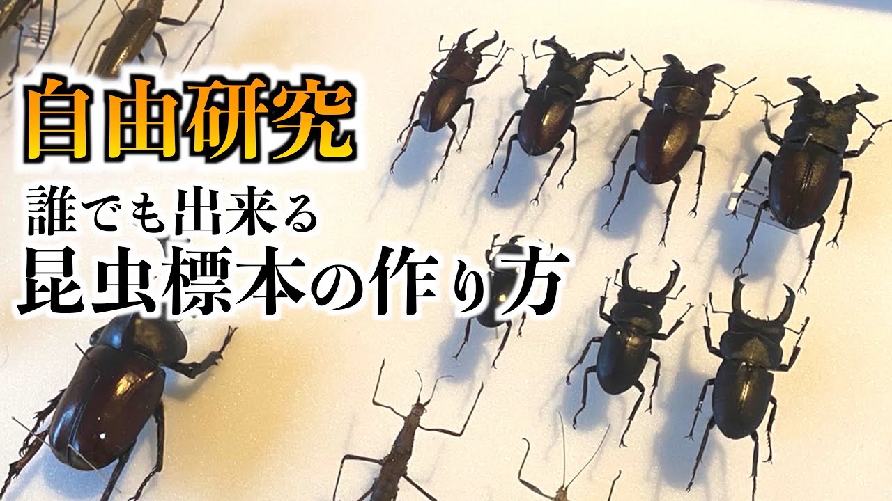 【昆虫標本】意外と簡単！夏休みの自由研究に最適！！！【夏休み】