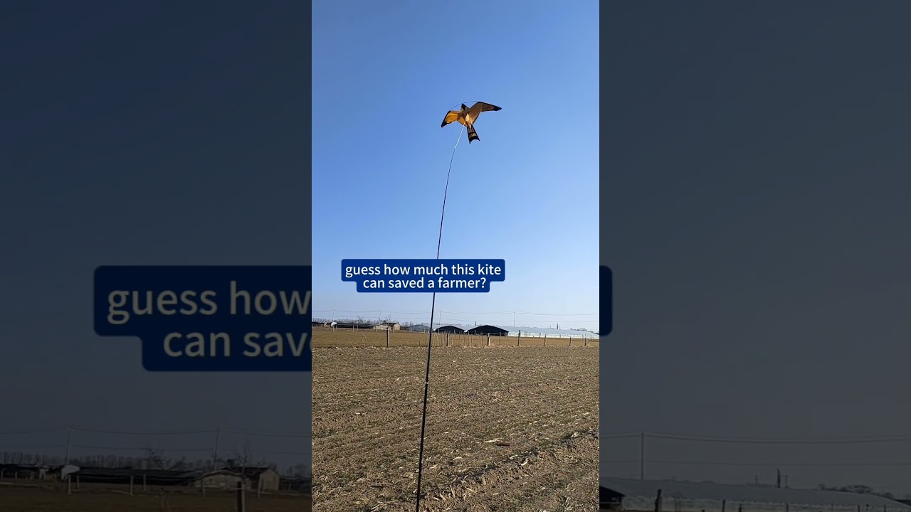 how to save grapes from Birds? #birdcontrol #pestcontrol #birddeterrent #grapes #agriculture