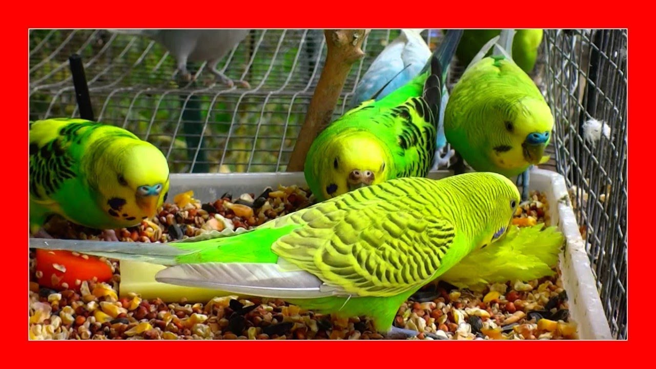 Что едят попугаи? 😱 Кормление волнистых попугайчиков