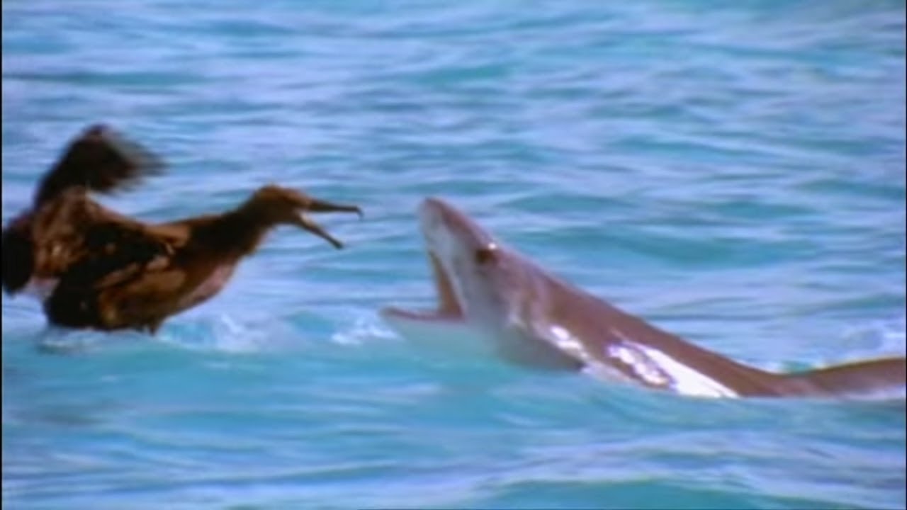 Scavengers of the Seas - Documentary