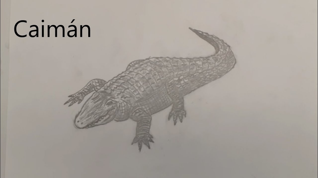 como dibujar un Caimán