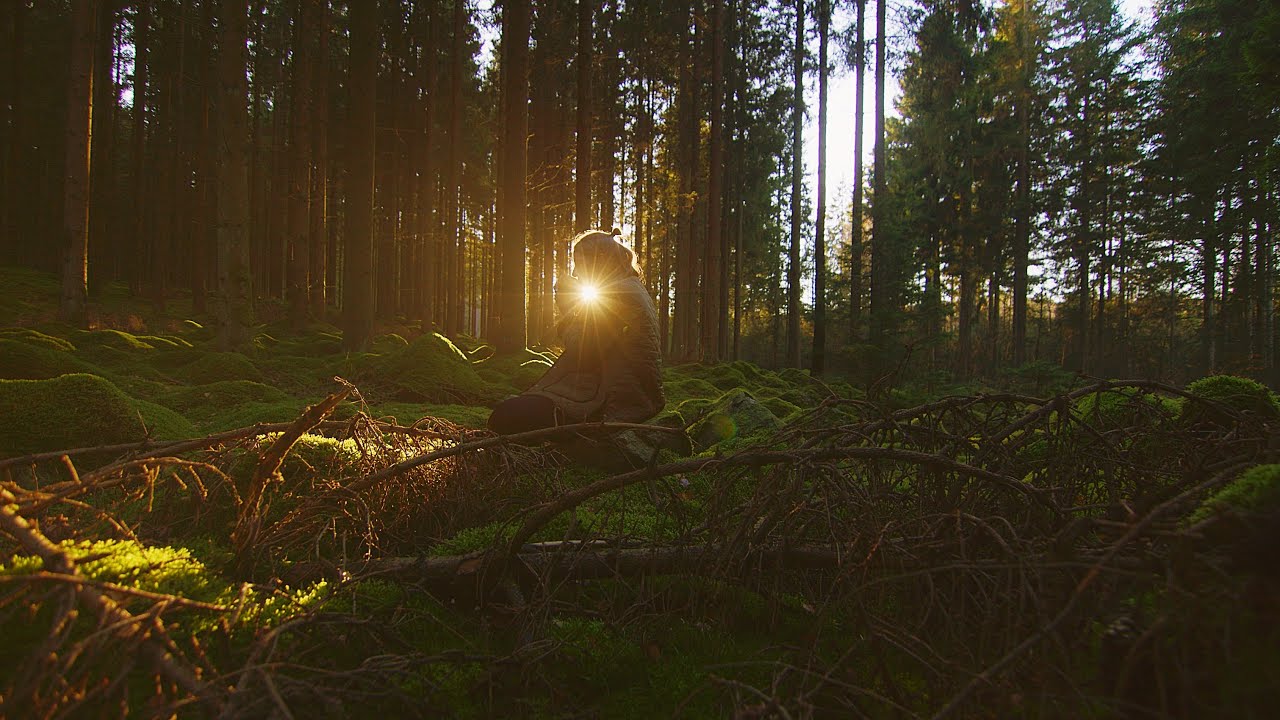#1 A Quiet Day in the Swedish Woods