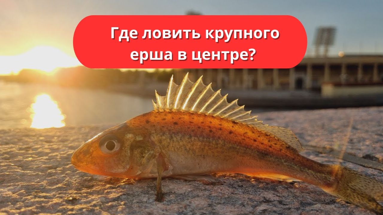 #96 #спиннинг Где ловить крупного ерша в центре Санкт-Петербурга?