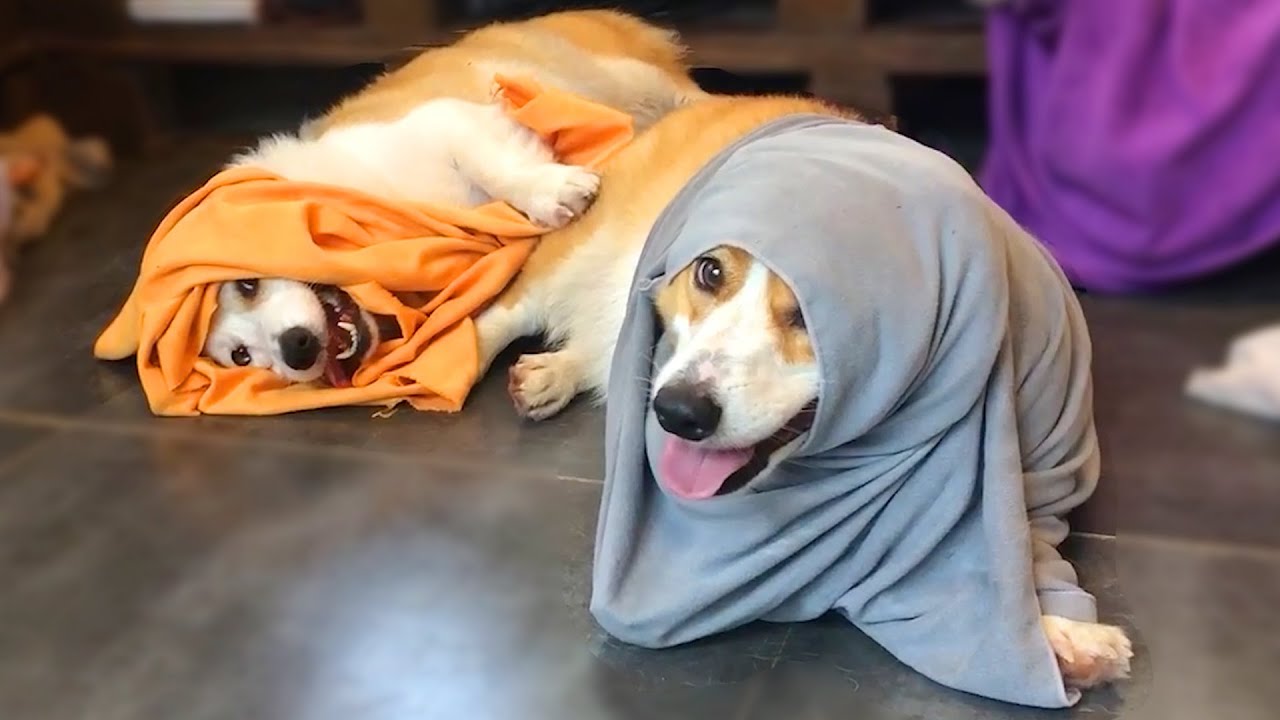 웰시코기가 번데기가 되는 과정 😜ㅣ  The process by which Welsh Corgi becomes a pupa. 😜