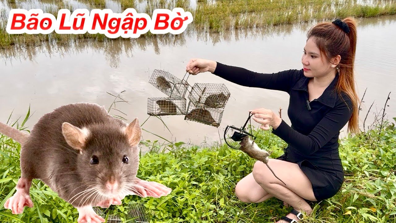 Bão Lũ Ngập Bờ, Bẩy Chuột Đồng Dính Thấy Mê, Chuột Đồng Món Ngon Miền Tây Ai Cũng Thích