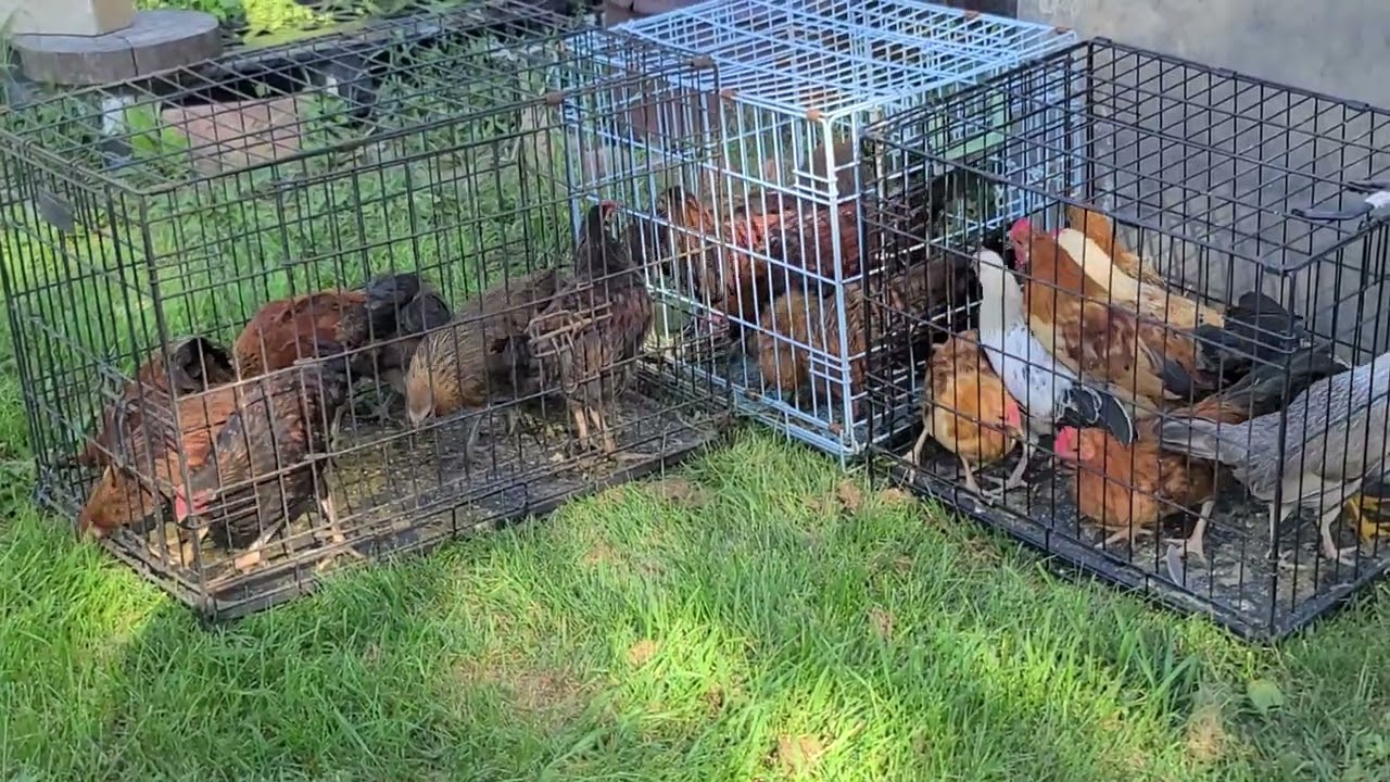 Banty Chickens