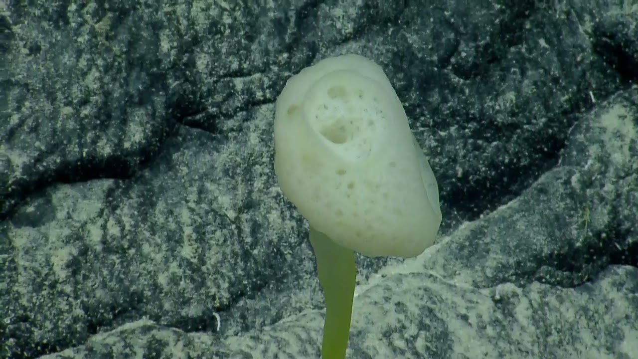 ROV Hercules Dive NA134 H1886 8 of 21 2021 11 21 04 23 52 076 UTC 19