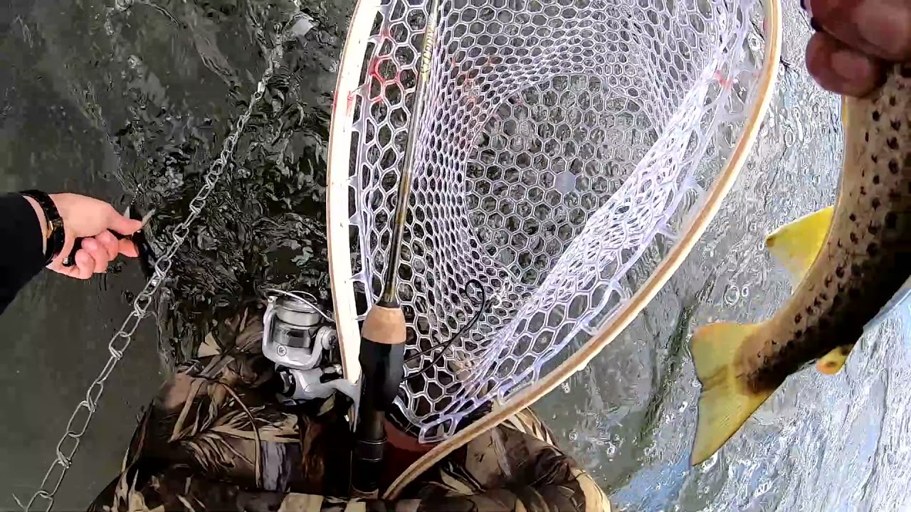 enorme trucha bajo del agua