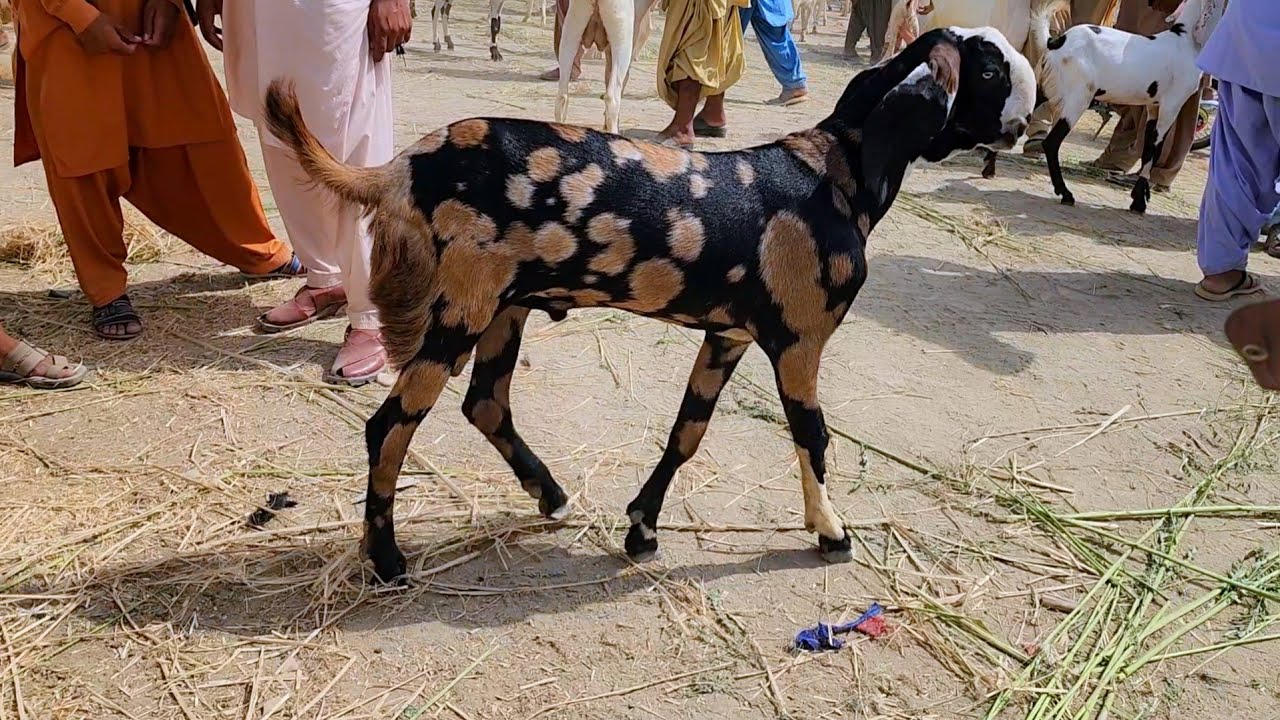 بچوں کا برا حال فی بکرا 14 ہزار روپے میں براۓ فروخت March 14, 2026 ویڈیو سچ پہ مبنی ہے 