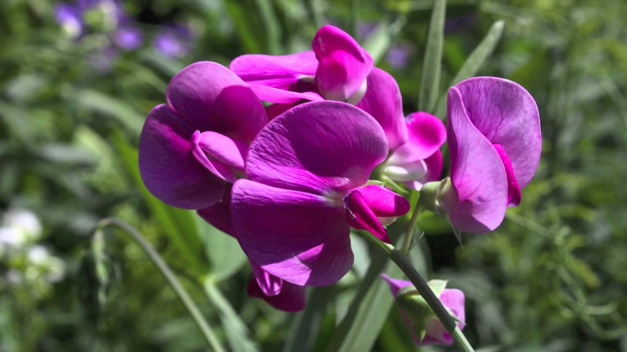 Perennial Pea - Lathyrus Latifolius - Bukettwicke - Staudenwicke