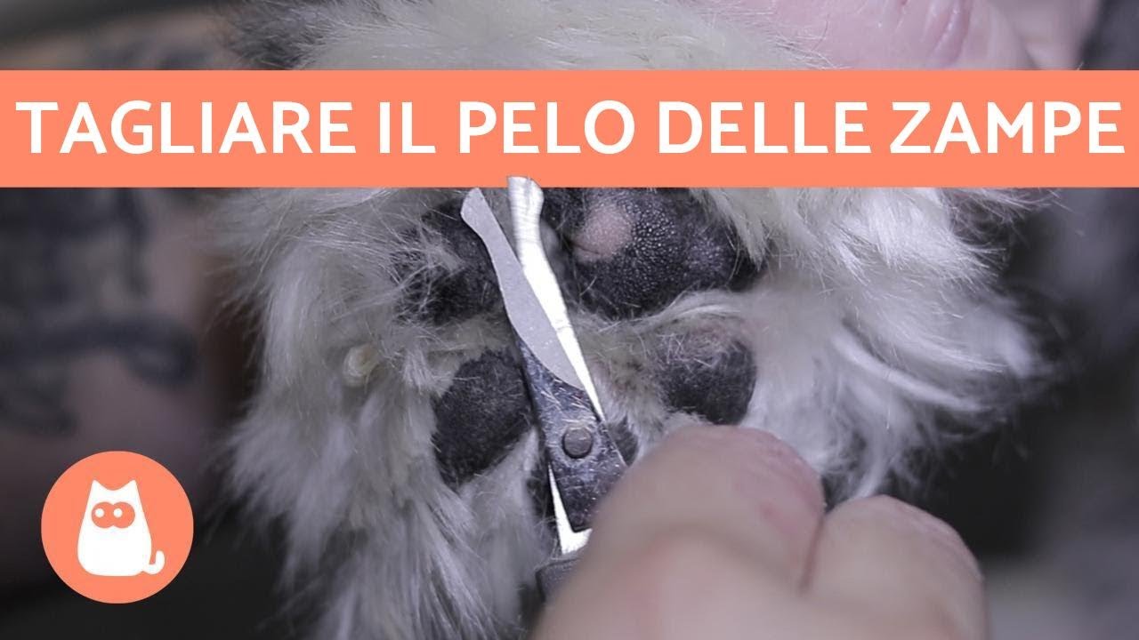 Come tagliare il pelo al cane con le forbici?