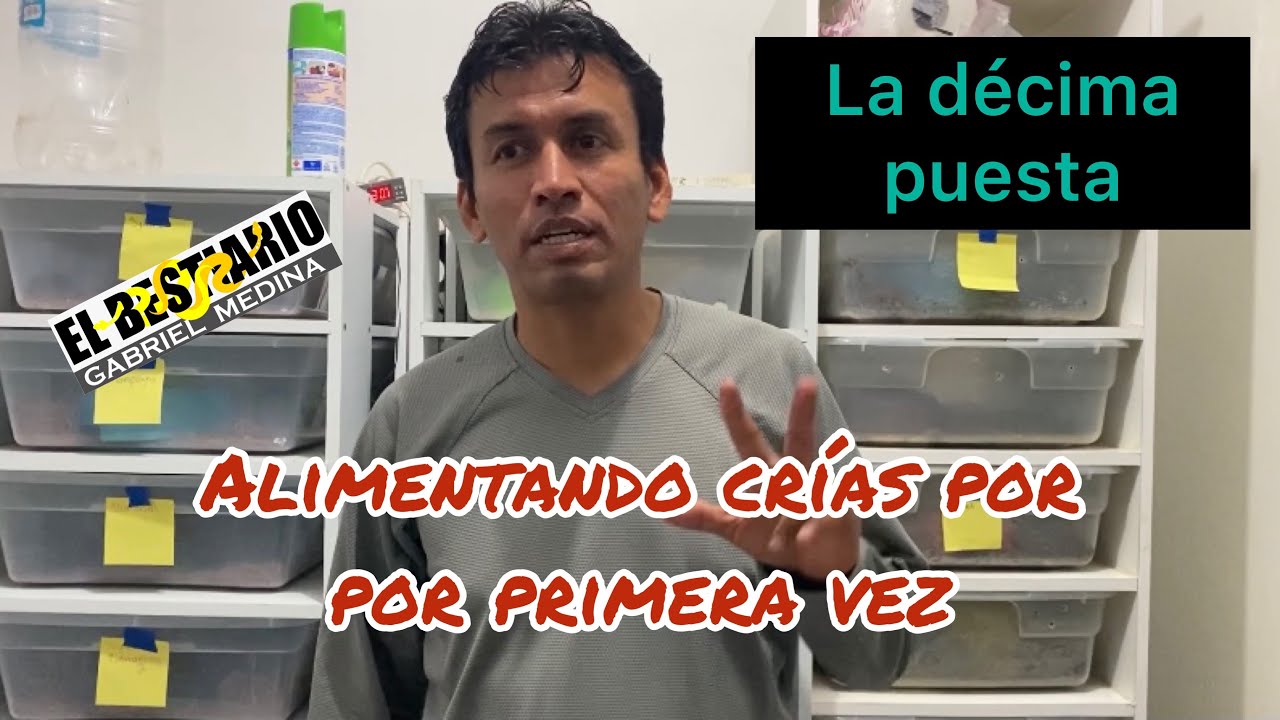 Bebes pitón bola primera comida, puesta # 10 la décima.