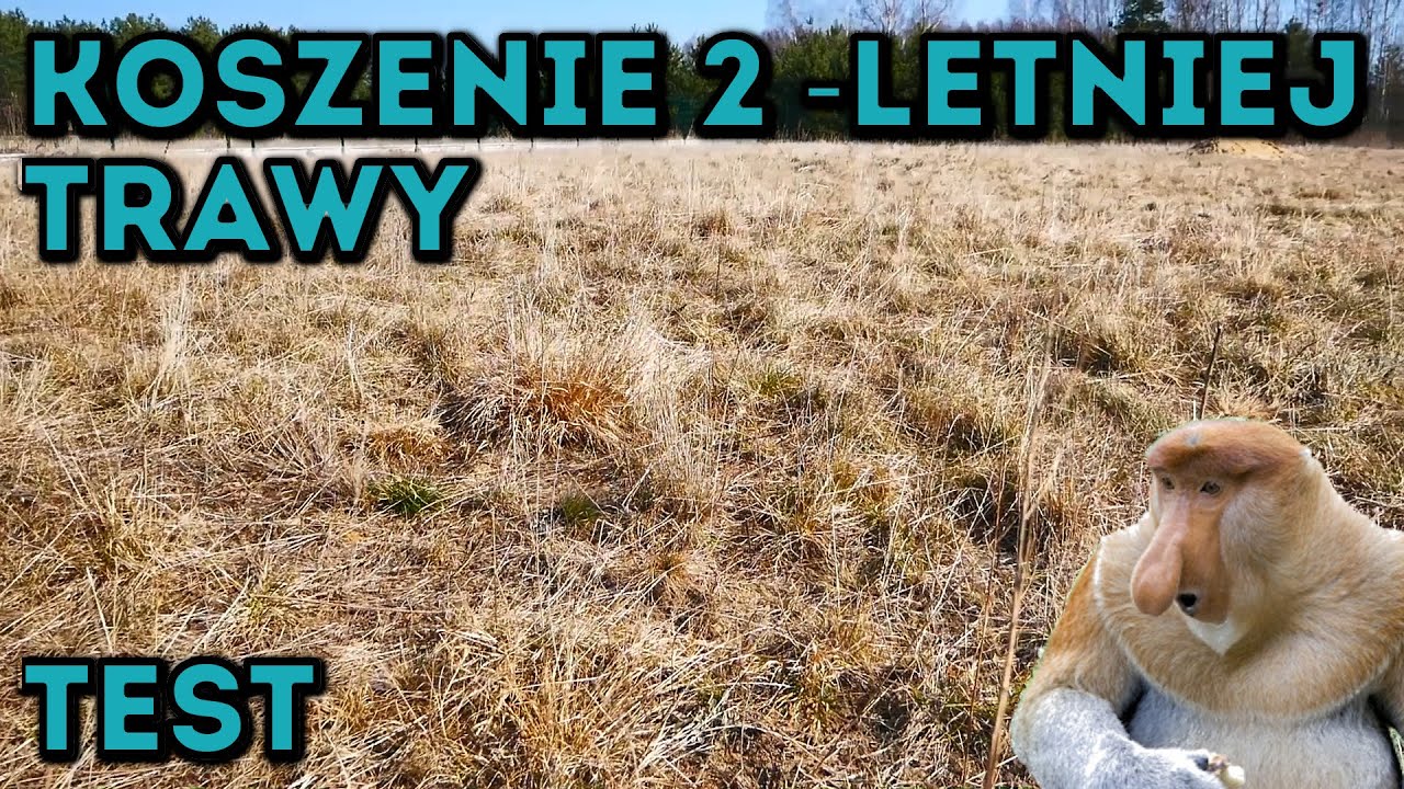 Na Działce! Vlog odc.66 Pierwsze Koszenie 2 letniego Trawnika Kosiarką Spalinową  #MajsterAmator
