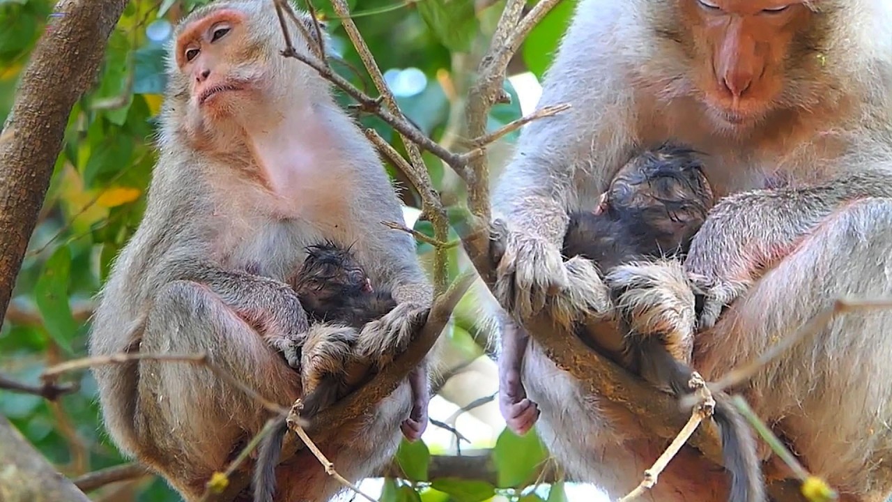Adorable Wildlife 2026, Tiny Newborn Baby Monkey 2026 Finding Comfort in Mommy’s Arms