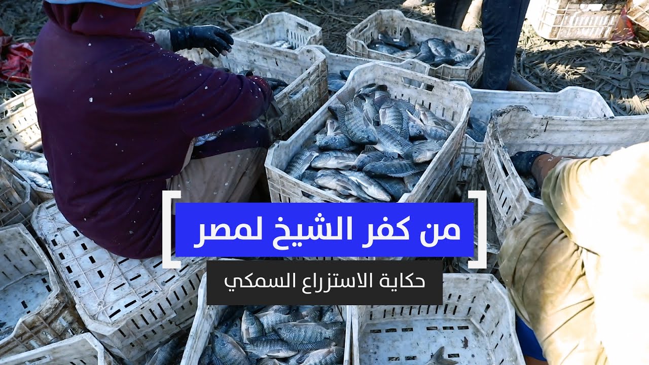 من كفر الشيخ لمصر.. حكاية الاستزراع السمكي