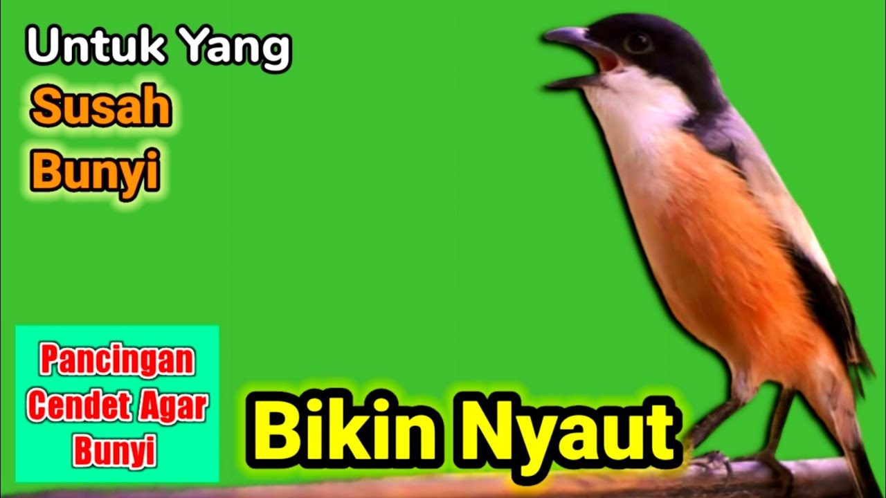 CENDET GACOR suara ngalaz ahlinya mengundang bunyi (PANCINGAN CENDET AGAR CEPAT BUNYI)