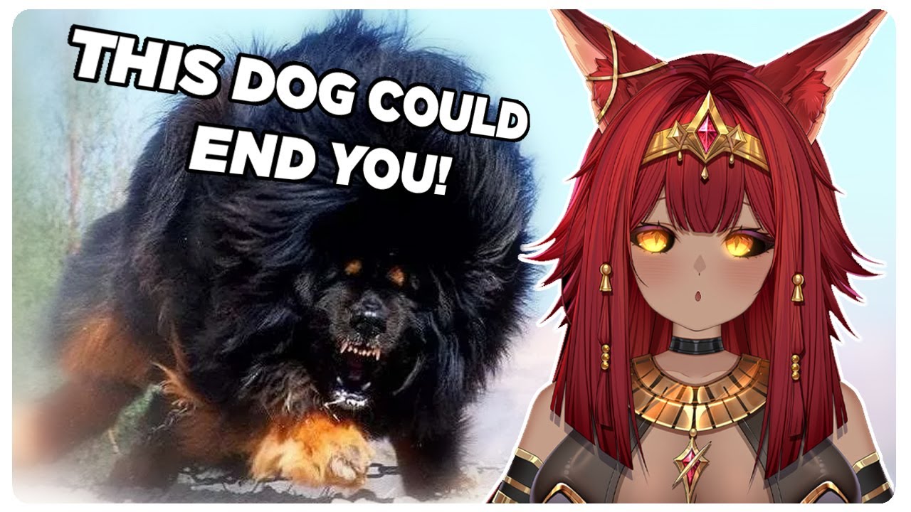 VTuber First Time Reacts to Casual Geographic... THESE DOGS ARE INSANE!