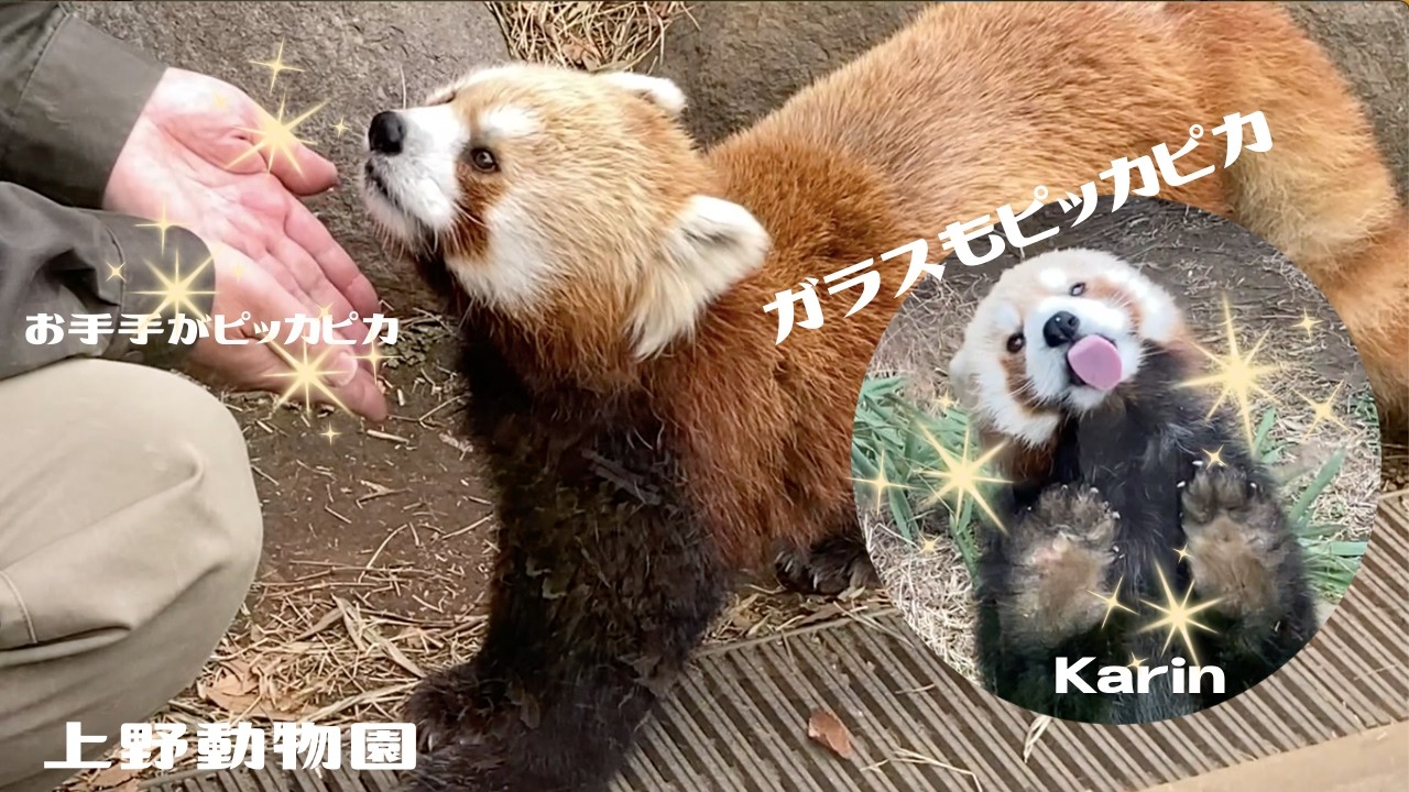 ✨カリンちゃんがピッカピカにしてくれます✨　[上野動物園]    レッサーパンダ