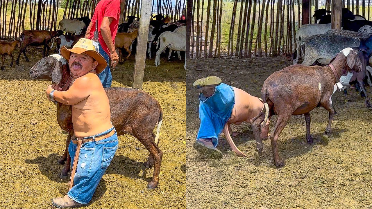 PILILIU SE ARRISCA E PEGA CARNEIRO GIGANTE DE MÃO | PILILIU DA RESENHA