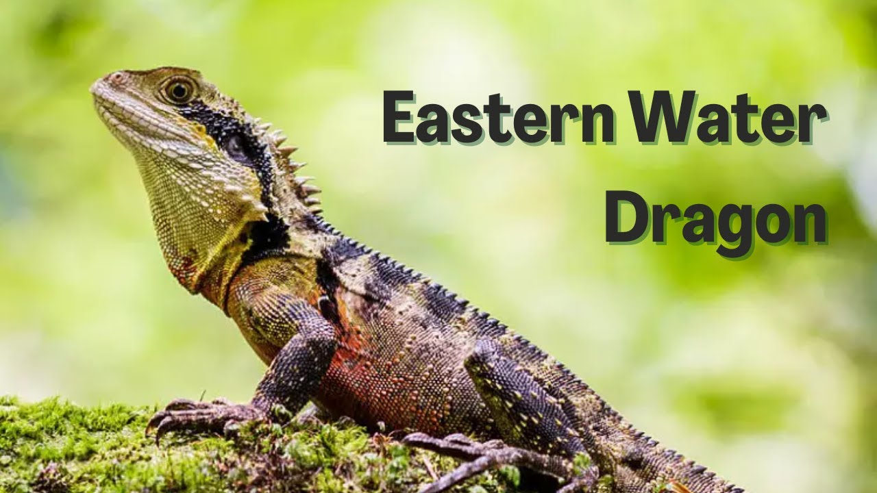 The Largest Dragon in Australia - Eastern Water Dragon