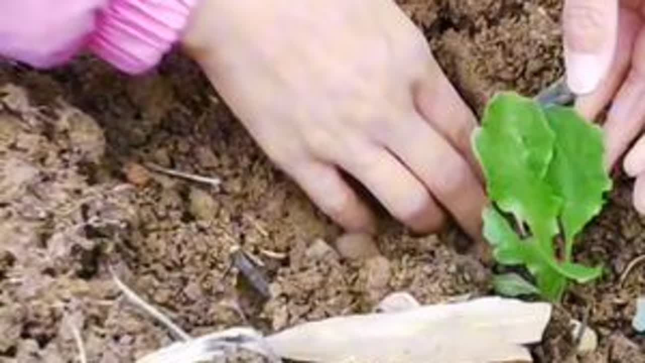 种莴笋#莴笋种植 #我的菜园子 #我的乡村生活