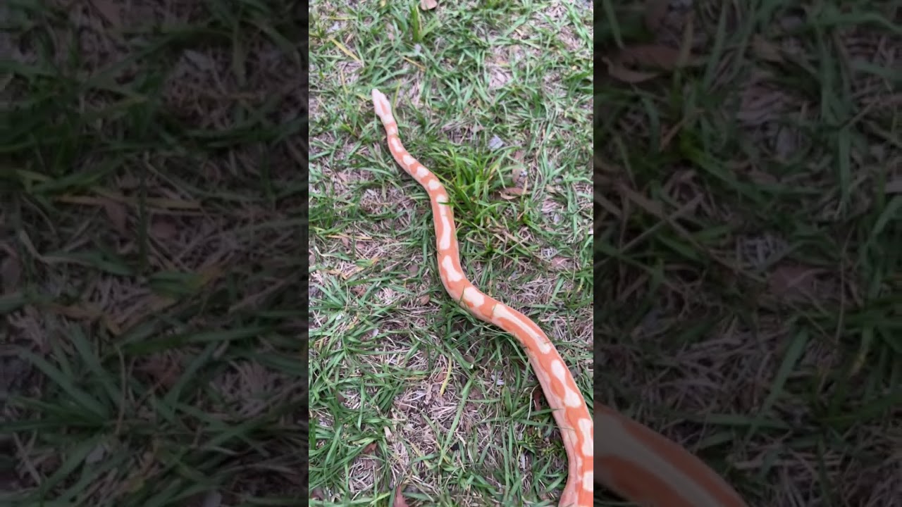 Sherbet is growing into her colors very nicely!!! 