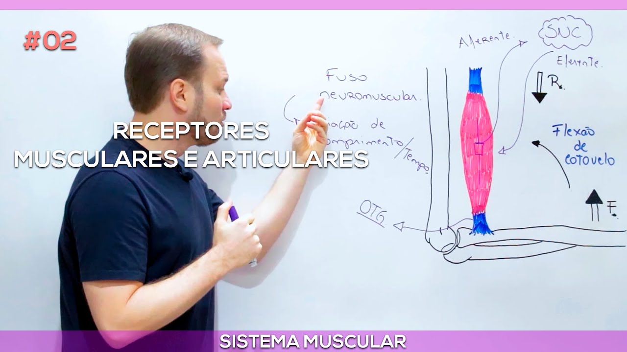 Receptores articulares e musculares #2