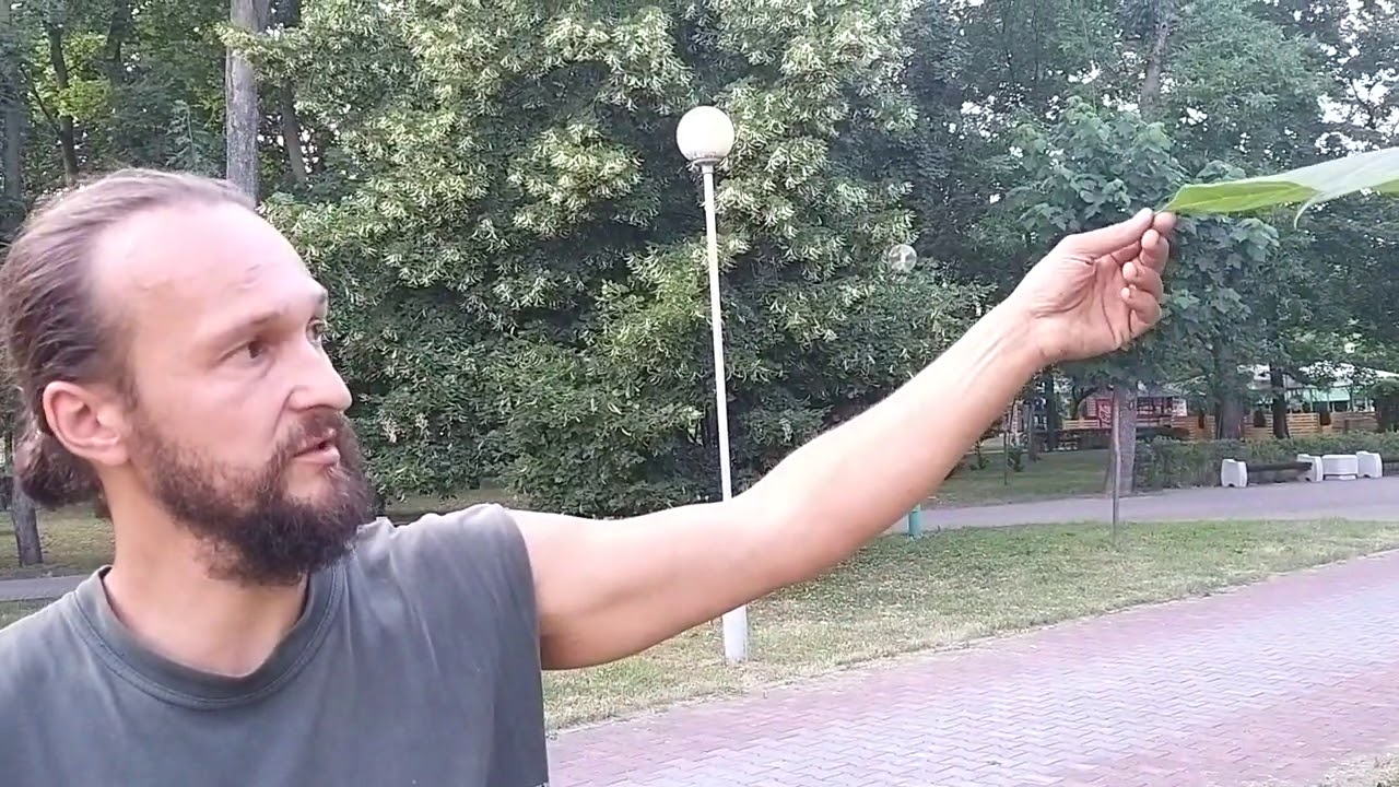 Разные катальпы в цвету