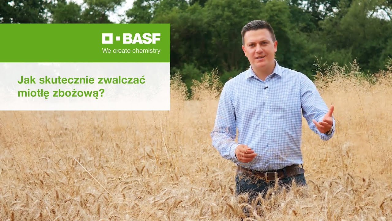 Jak skutecznie zwalczać miotłę zbożową?
