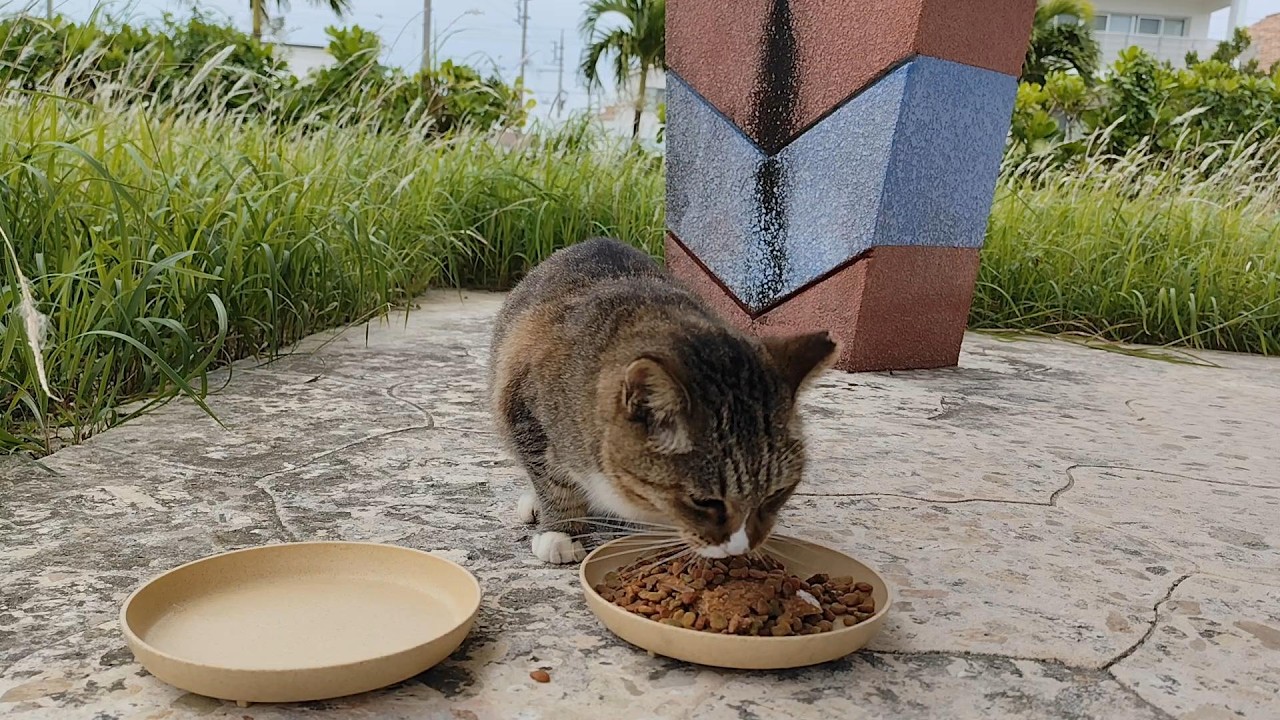 2025.11.27 猫巡り ビーチ猫のビビちゃんに美味しいカリカリと大好きなウェットフードを