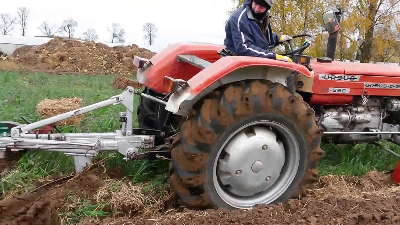 Orka łubinu 2016