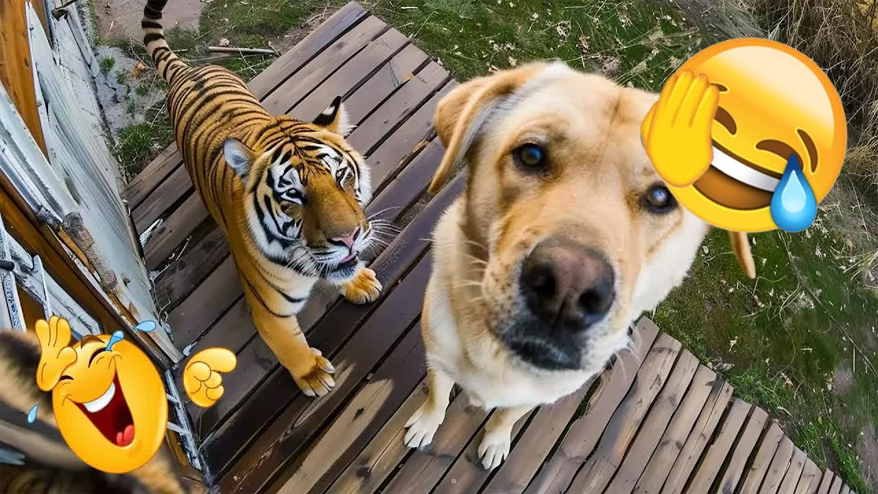Hilarious Pet Moments Will Make You Laugh 2026 🌰 #animals #funnydogs #funnycats