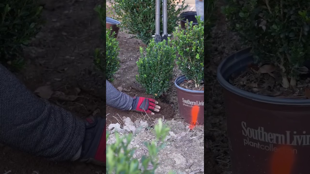 1 of 200 plants! 🔥Box wood planting!🔥