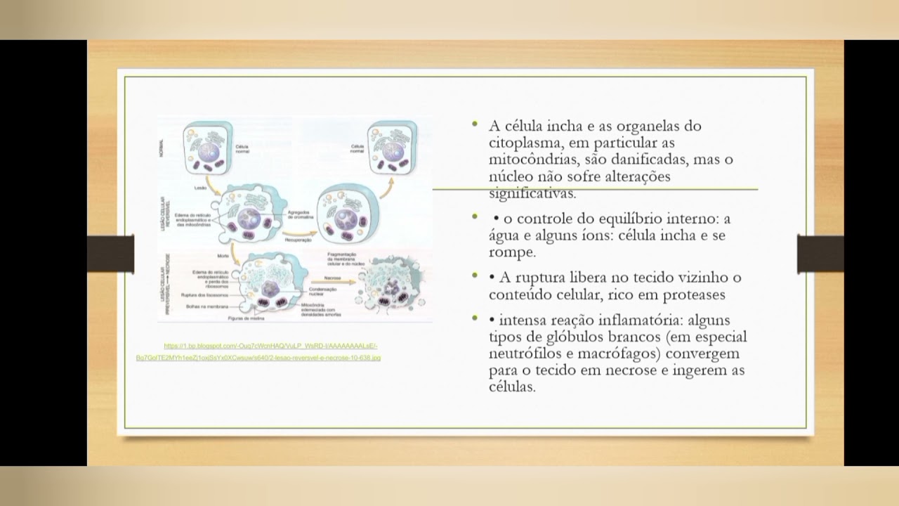 Envelhecimento e morte celular