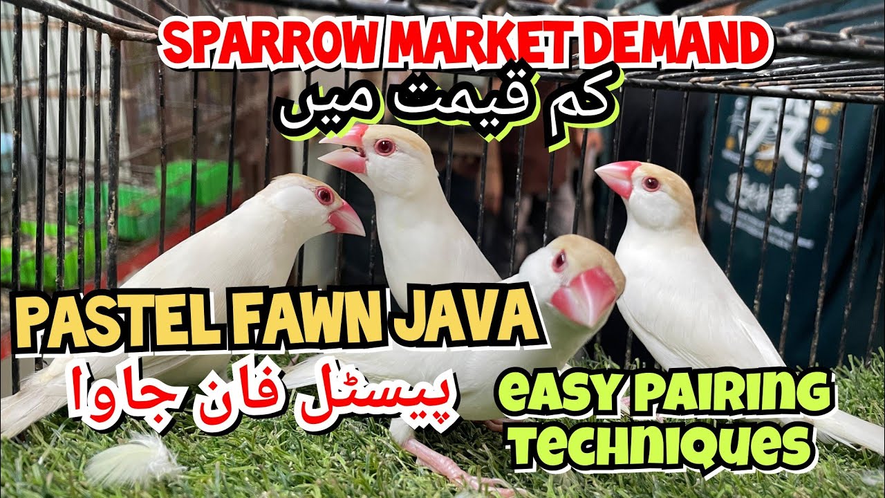 Pastel java kum qeemat me | Easy pairing techniques | market demand pestel fawn java 